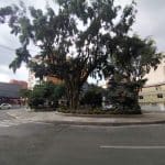 Sin soluciones a la vista: parque El Carrusel sigue invadido por aves en Caldas