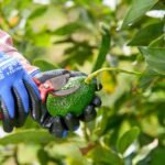 Corpohass celebra 13 años del aguacate Hass colombiano