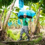 Banano colombiano rompe récord: USD 1.309 millones en exportaciones